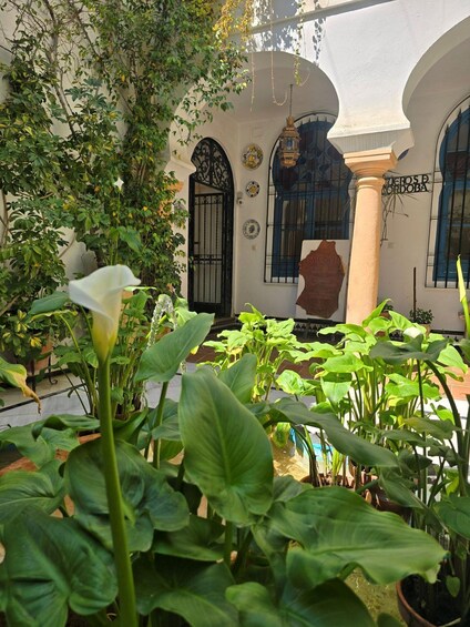 A courtyard with potted plants, a white wall, and a door with a black gate. 5