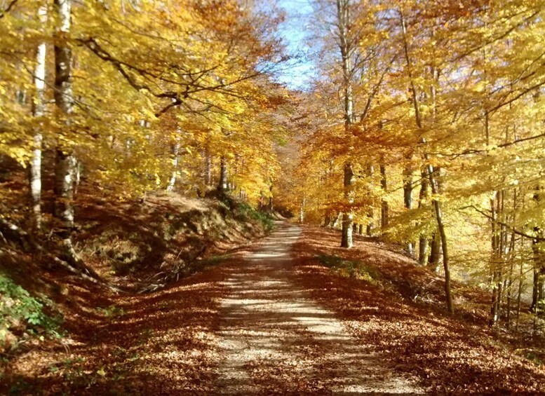 A forest path with yellow foliage, surrounded by trees. 3