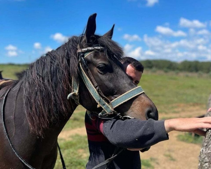 A horse with a halter, a person in a sweater, and a grassy field with a clear sky. 3