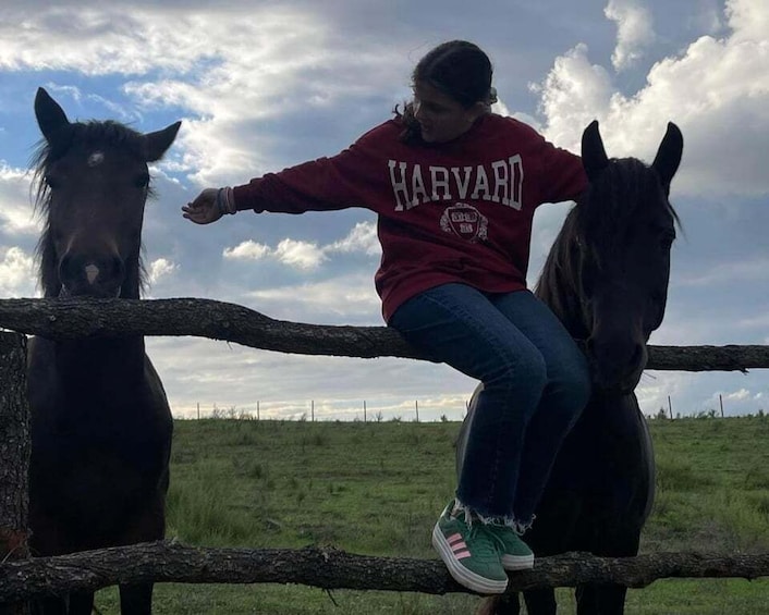 A person in a Harvard sweatshirt sitting on a fence with two horses in a grassy field. 4