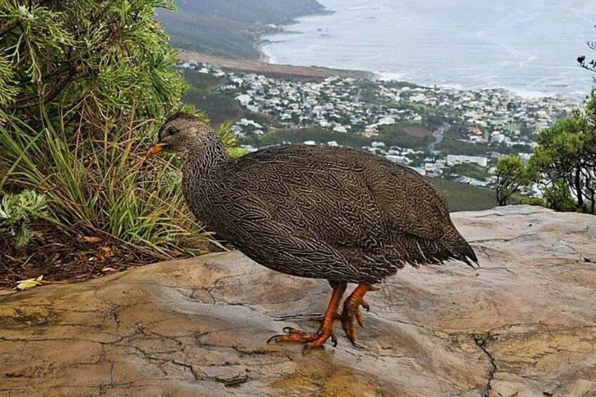 A bird standing on a rock with a coastal landscape in the background. 5