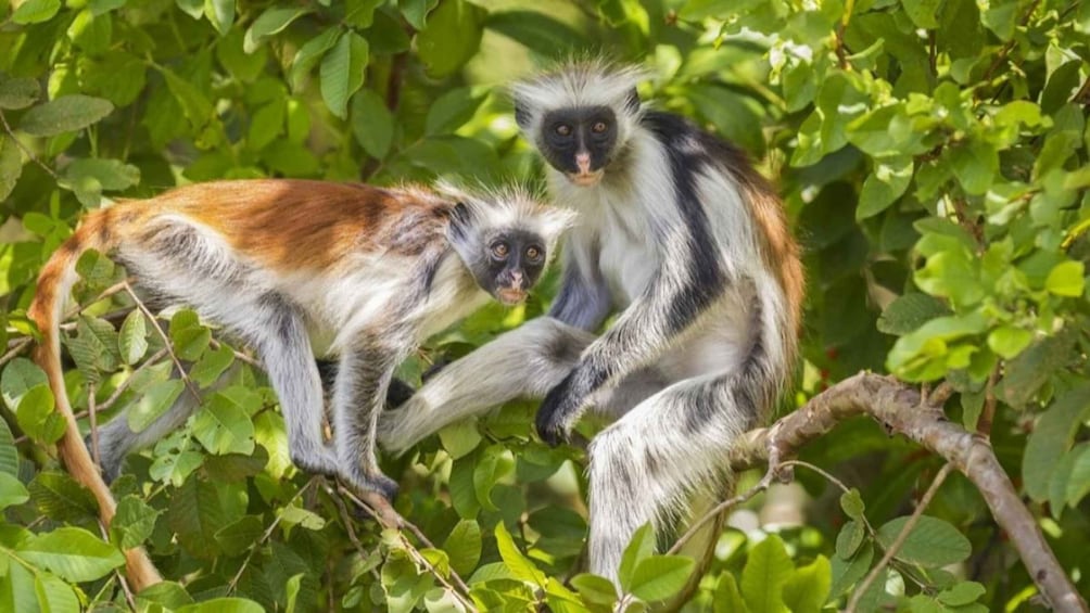 Two monkeys in a green leafy environment. 1