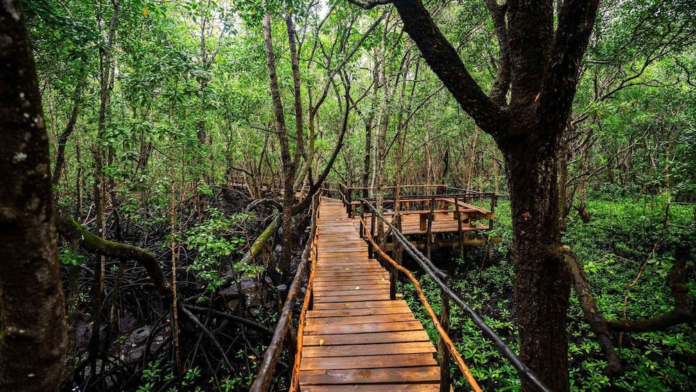A wooden boardwalk through a dense forest with trees and undergrowth. 2