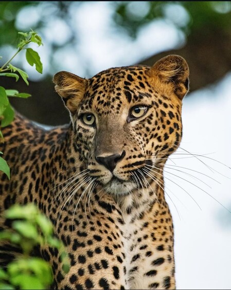 A leopard with a spotted coat, surrounded by greenery. 5