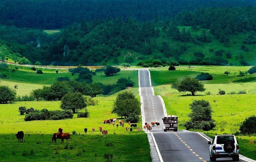 A road with a truck and a car, surrounded by green fields and trees. 3
