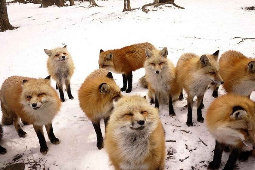 A group of foxes standing in a snowy forest. 1