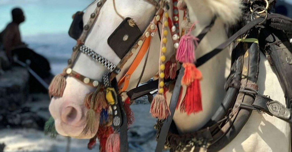 A horse with decorative harnesses and tassels. 4