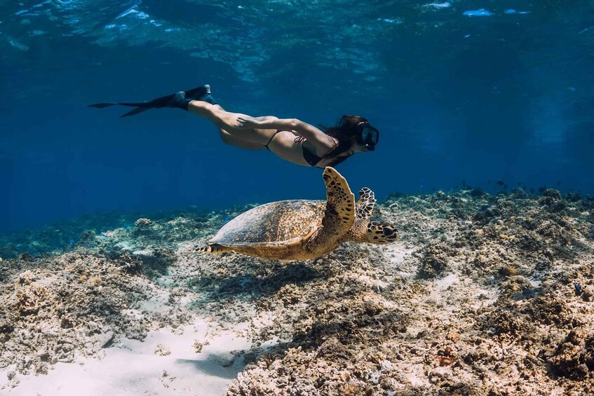 A diver swimming with a sea turtle near a coral reef. 2