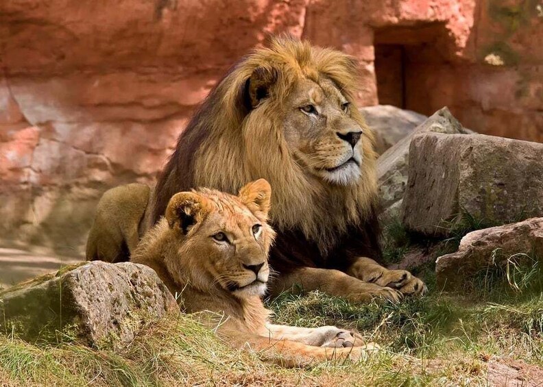 A lion and a cub resting on rocks with a red rock formation in the background. 3