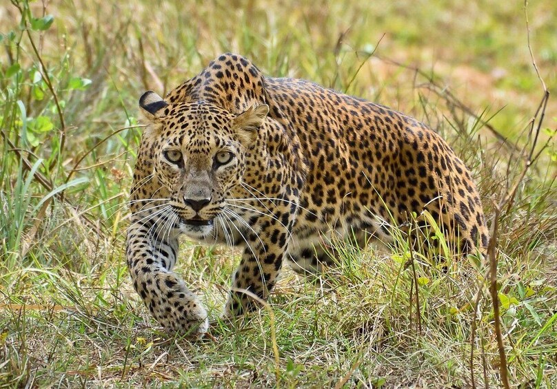 A leopard walking through tall grass. 1
