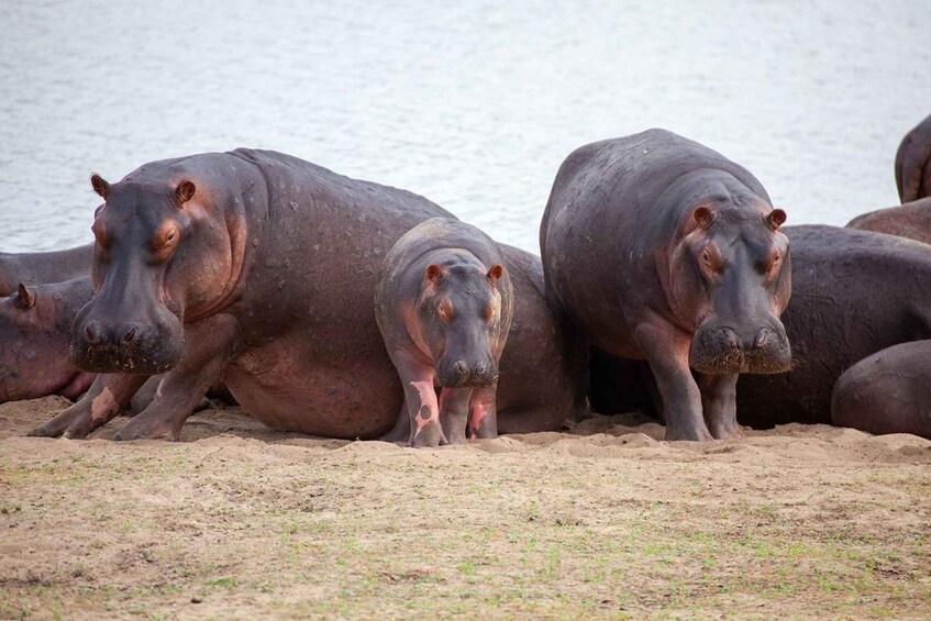 A group of hippos resting by a water body. 2