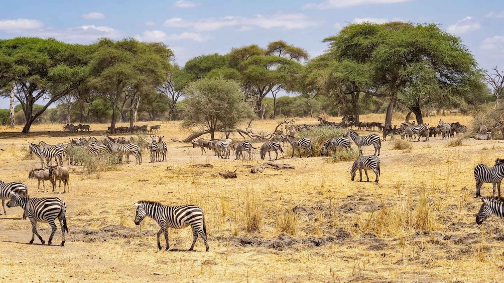 A savanna landscape with zebras and wildebeests grazing and walking. 4