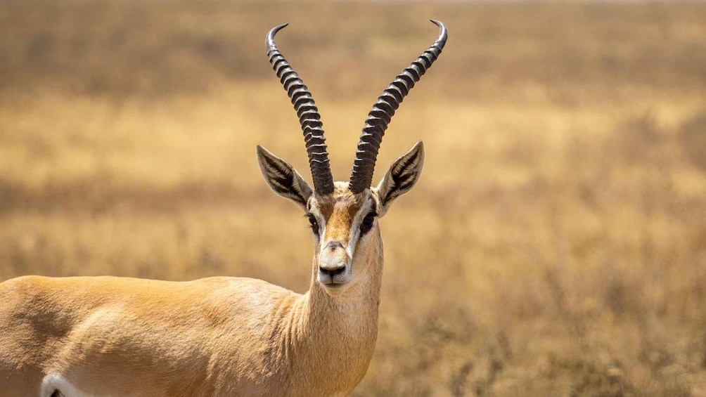 A close-up of a gazelle with prominent horns in a dry grassland. 1