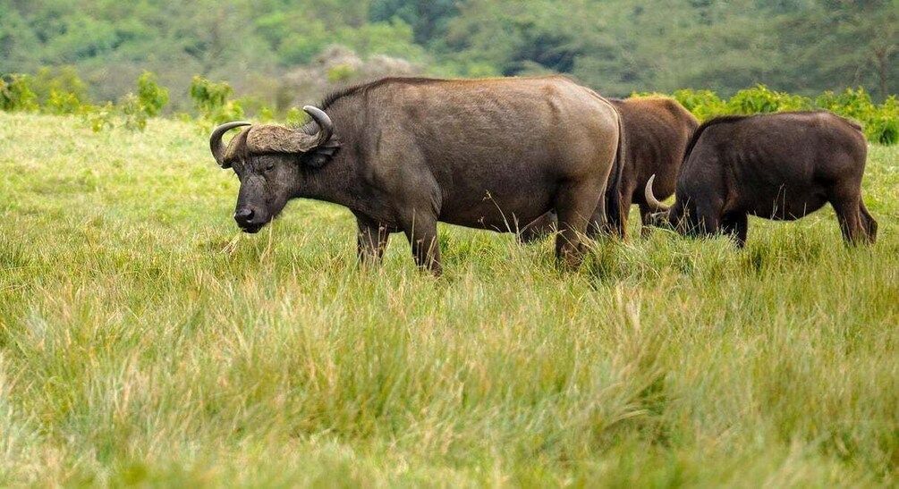 A herd of buffalo grazing in a grassy field with a forested background. 5
