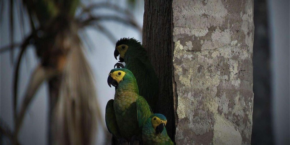 Two parrots perched on a tree trunk. 4