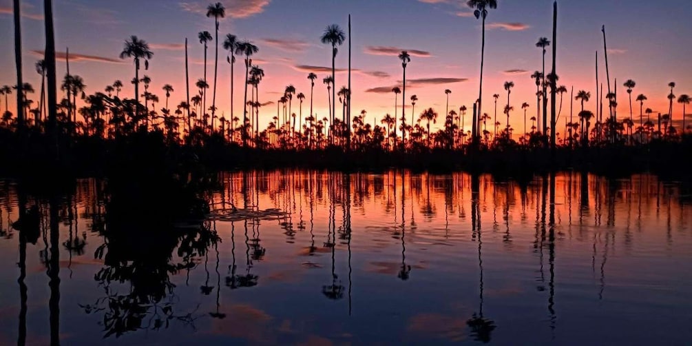 A sunset over a water body with tall palm trees silhouetted against the sky. 3