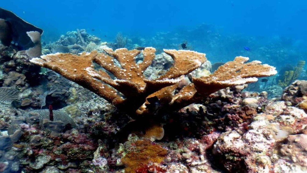 A coral reef with branching coral formations and diverse marine life. 5