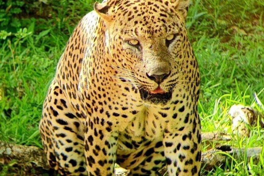 A leopard with a spotted coat sitting on grass. 2
