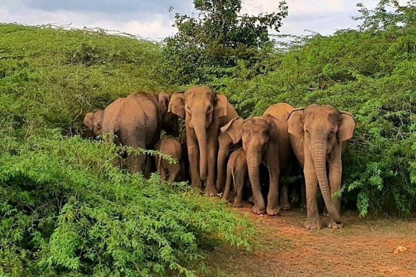 A group of elephants in a natural setting with dense greenery and trees. 5