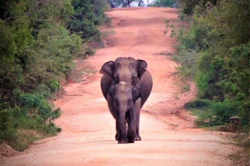 An elephant walking down a dirt road surrounded by greenery. 3