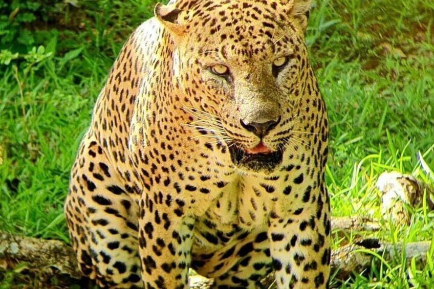 A leopard with a spotted coat sitting on grass. 2