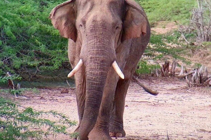 An elephant walking on a dirt path with trees in the background. 4