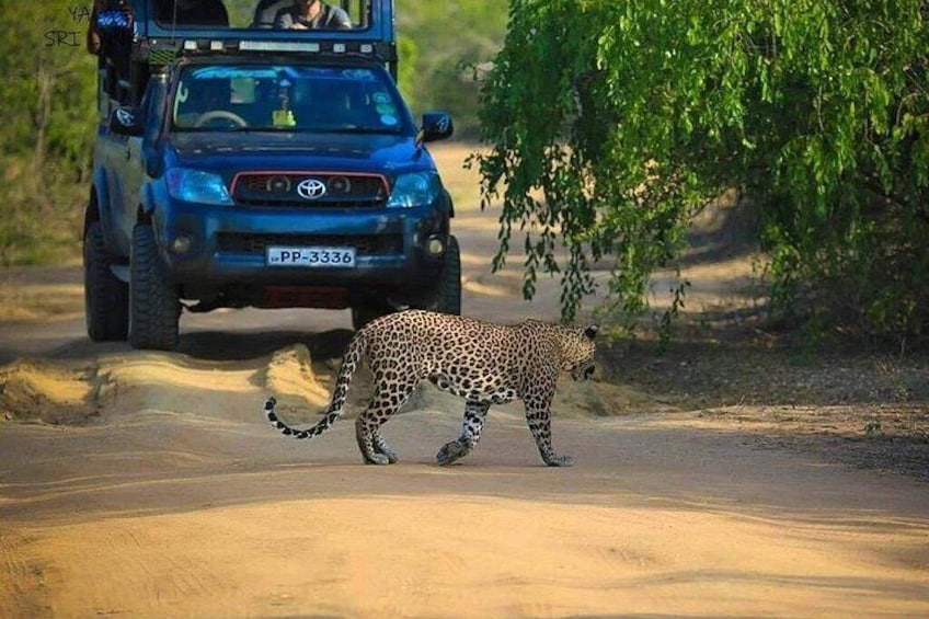 A leopard walking on a dirt road with a blue vehicle in the background. 1