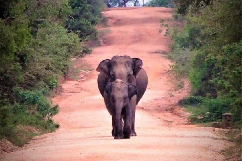 An elephant walking down a dirt road surrounded by greenery. 3