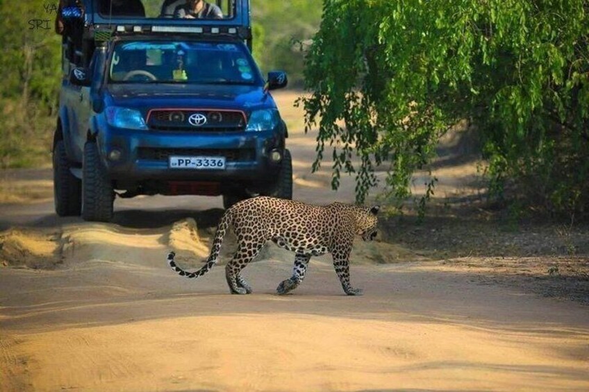 A leopard crossing a dirt road with a blue vehicle in the background. 1