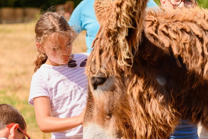 A person petting a llama. 1