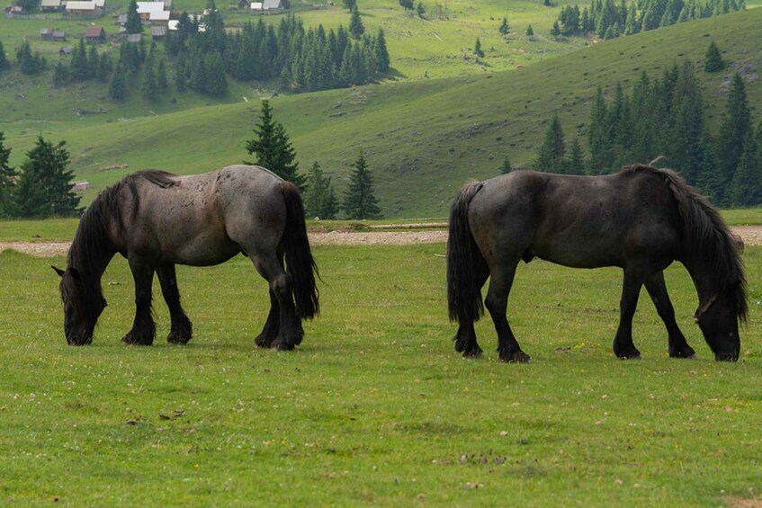 Two horses grazing in a grassy field with a hilly landscape and trees in the background. 5
