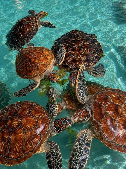 Picture 10 for Activity Zanzibar: Nungwi Turtle Swimming & Blue Lagoon Experience 4