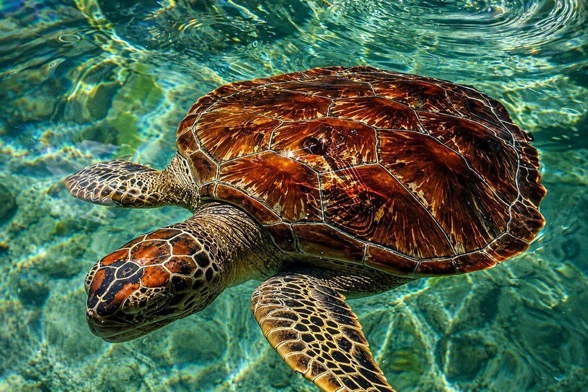 Zanzibar: Nungwi Turtle Swimming & Blue Lagoon Experience 1