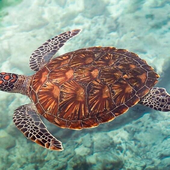 Picture 5 for Activity Zanzibar: Nungwi Turtle Swimming & Blue Lagoon Experience 2