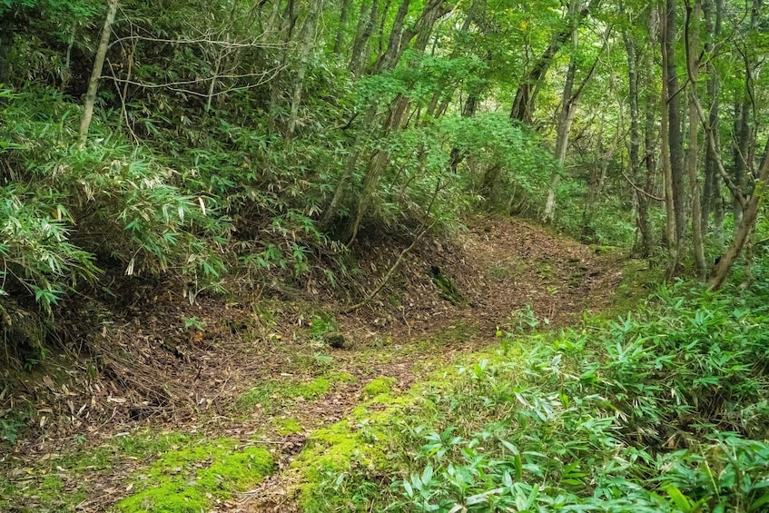 A forest trail with dense bamboo and trees. 3