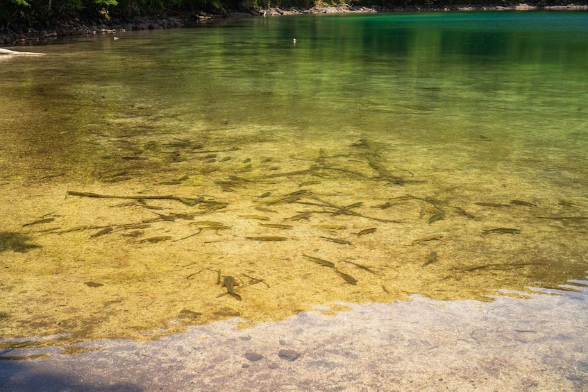 A clear shallow water body with visible aquatic plants and a sandy bottom. 4