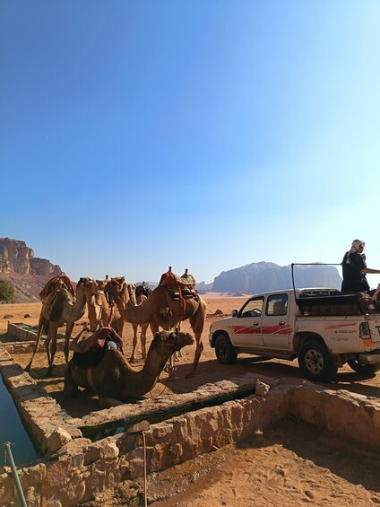 A desert landscape with camels and a pickup truck. 5