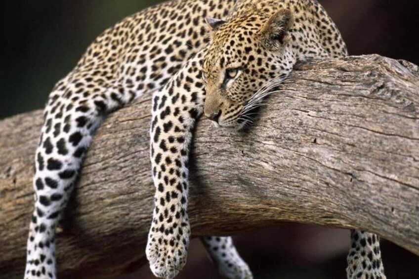 A leopard resting on a tree branch. 5