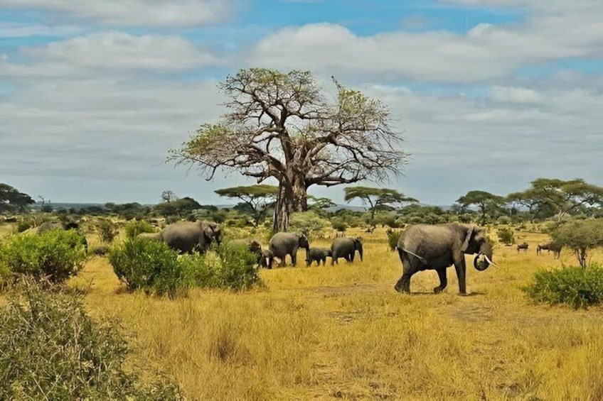 A savanna landscape with elephants, a prominent acacia tree, and sparse grass. 2
