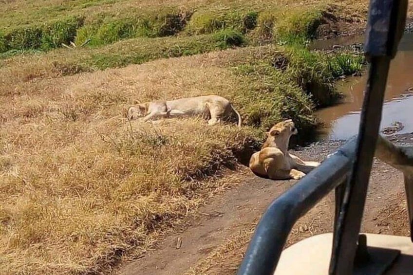 6 Day 5 Night Tanzania safari amazing adventure 3