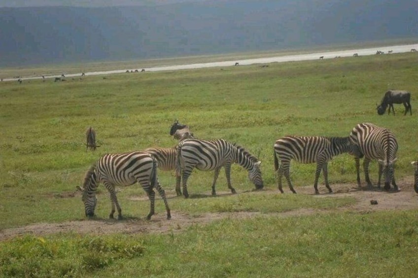 6 Day 5 Night Tanzania safari amazing adventure 4