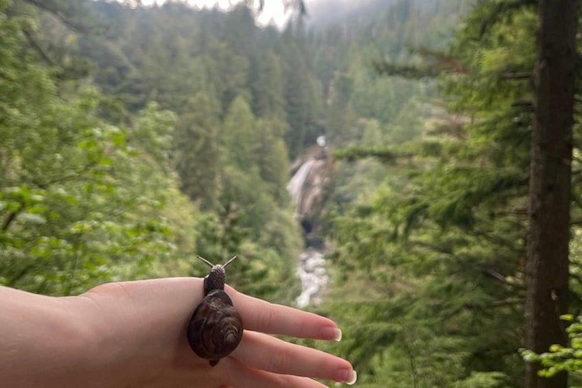 Una mano sostiene un caracol con un bosque y una cascada al fondo. 3