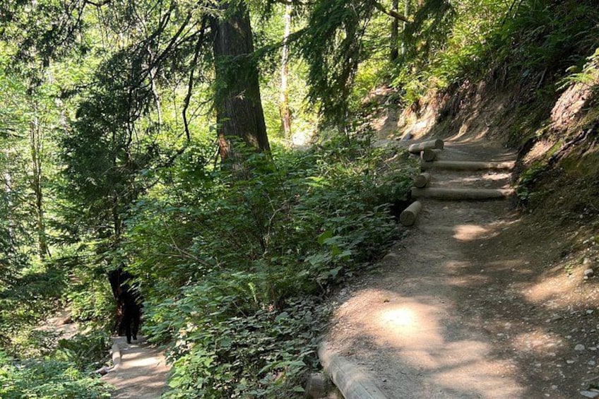 A forested trail with a dirt path and wooden steps. 2