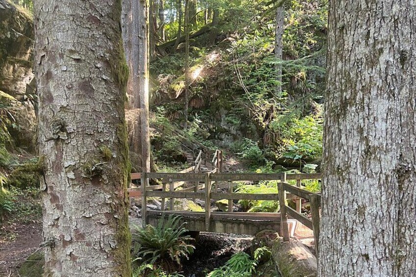 Un área boscosa con un puente de madera y un sendero de tierra. 4