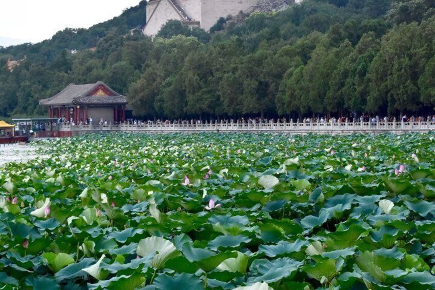 A lotus pond with a traditional building and a fence in the background. 3