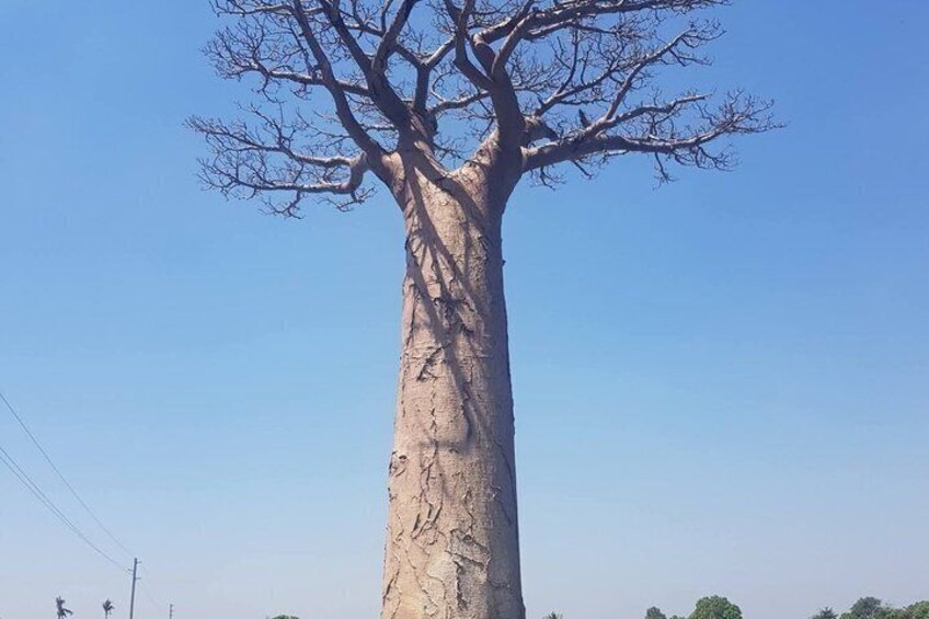 A large tree with a thick trunk and sparse branches against a clear sky. 2