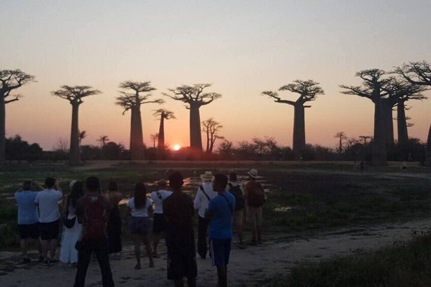 A group of people observing a sunset with tall trees in the background. 1