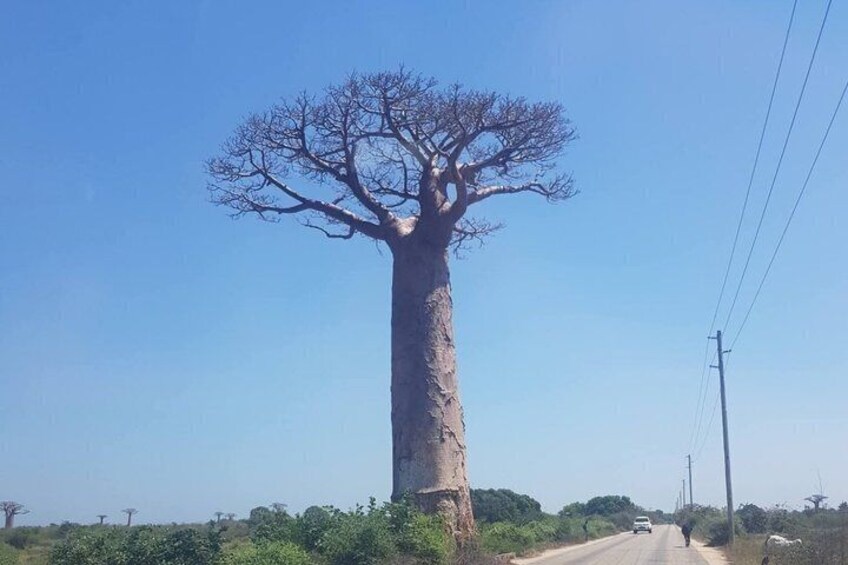 A large baobab tree by a roadside. 3