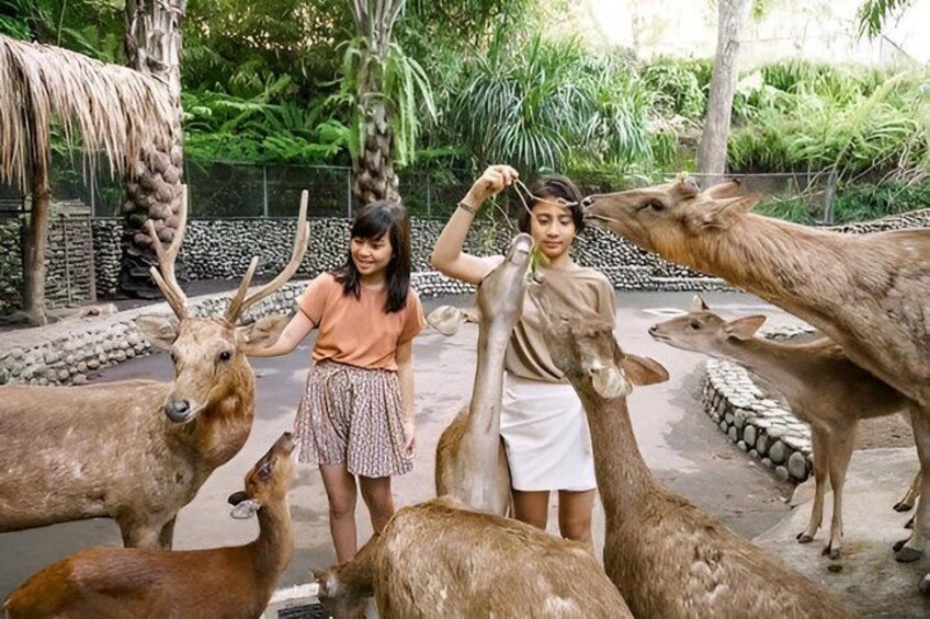 A person feeding deer in a zoo enclosure with a tropical backdrop. 3