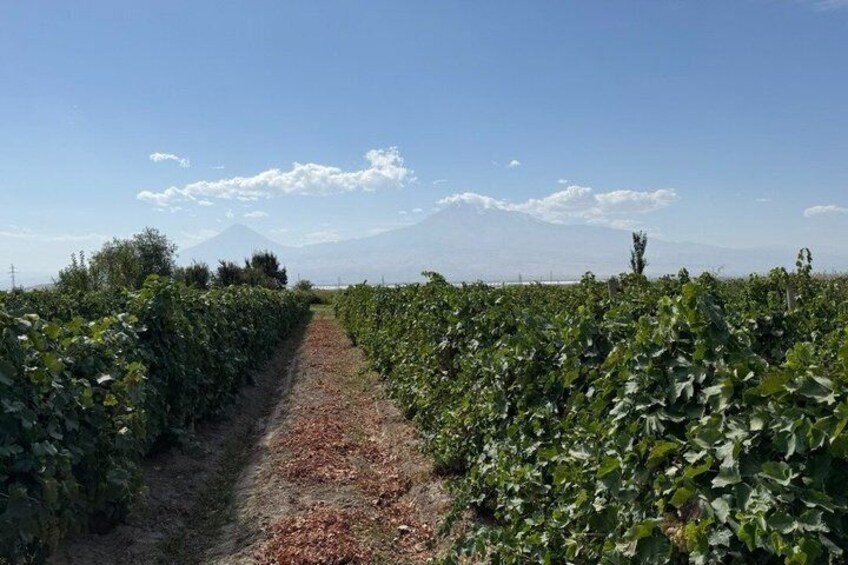 A vineyard path with rows of grapevines and a mountain in the background. 4